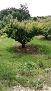Moissac 2/3/06/2018, P_20180602_115120