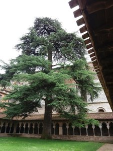 Moissac -Thérèse, Resized_Cedre_180_ans_1528114790854