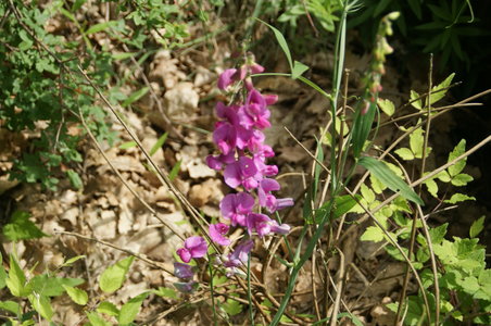 2018-03-06 photos Roche Amère, DSC05620