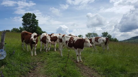 Saint-Sandoux, 20180608_154123_001