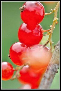 Promesses et cadeaux immédiats, Fleurs anglaises  5 
