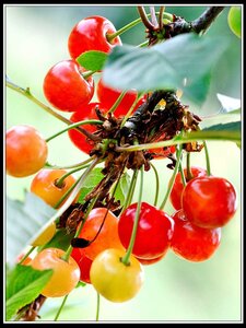 Promesses et cadeaux immédiats, Fleurs anglaises  8 