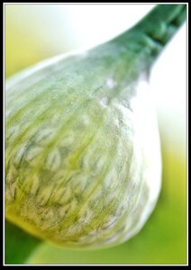 Promesses et cadeaux immédiats, Fleurs anglaises  9 