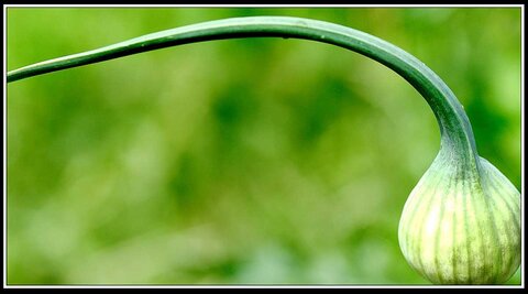 Promesses et cadeaux immédiats, Fleurs anglaises  10 