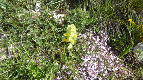 Balade Chorges 2018-05-15, P1040888