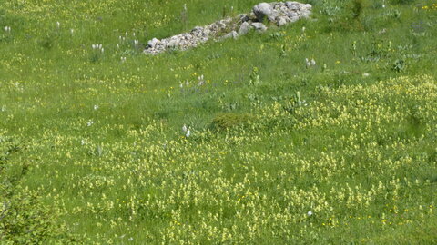 Balade Chorges 2018-05-15, P1040897
