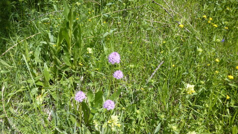 Balade Chorges 2018-05-15, P1040901