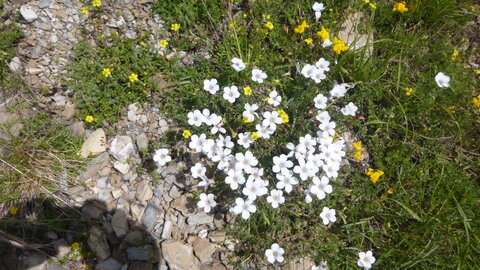 Balade Chorges 2018-05-15, P1040918