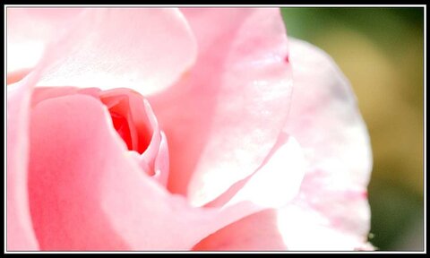 Cueillette de fleurs ce matin, Fleurs jardin 01