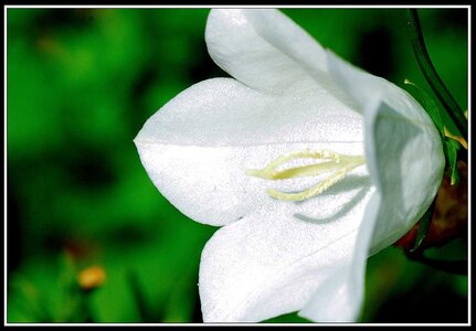 Cueillette de fleurs ce matin, Fleurs jardin 02