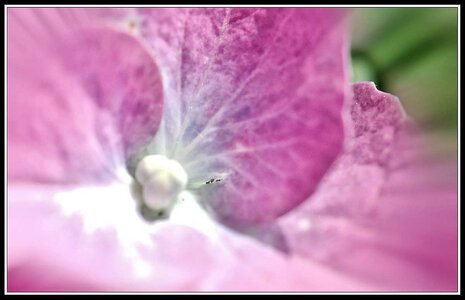 Cueillette de fleurs ce matin, Fleurs jardin 03