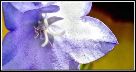 Cueillette de fleurs ce matin, Fleurs jardin 04