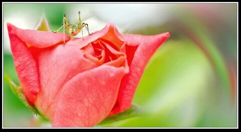 Cueillette de fleurs ce matin, Fleurs jardin 05