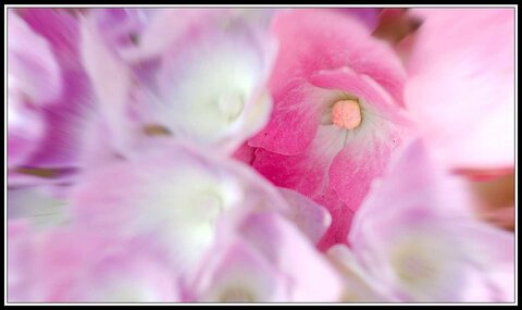 Cueillette de fleurs ce matin, Fleurs jardin 06