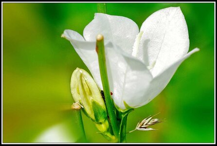 Cueillette de fleurs ce matin, Fleurs jardin 07