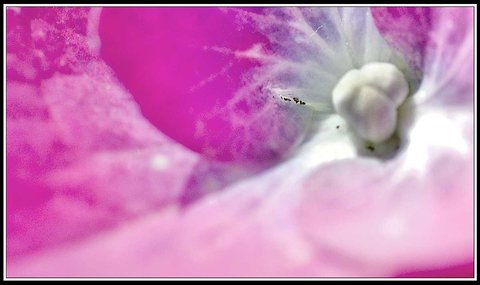 Cueillette de fleurs ce matin, Fleurs jardin 08
