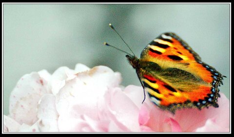 Coups de pinceau, Fleurs jardin 10