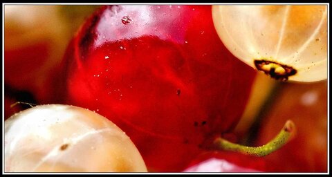 Groseilles, Groseilles 3