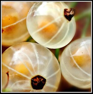 Groseilles, Groseilles 4