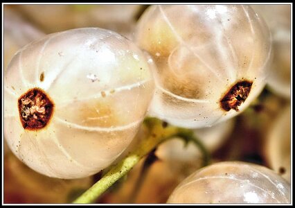 Groseilles, Groseilles 6