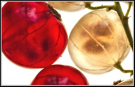 Groseilles, Groseilles 7