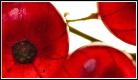 Groseilles, Groseilles 8