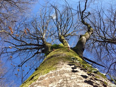tito, Roots on ceil