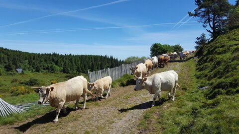 Mareuge Saulzet-le-froid Pessade, 20180622_120220