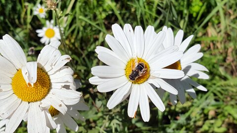 Mareuge Saulzet-le-froid Pessade, 20180622_155306