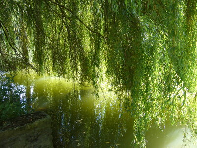 TONNAY-BOUTONNE, tonnay boutonne 023