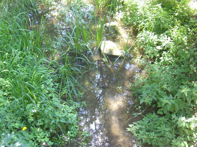TONNAY-BOUTONNE, tonnay boutonne 037