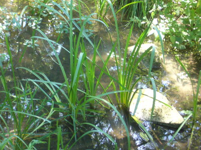 TONNAY-BOUTONNE, tonnay boutonne 038