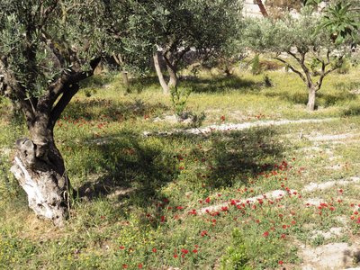 2018 Palestine , 048 Jérusalem: le Jardin de Gethsémani