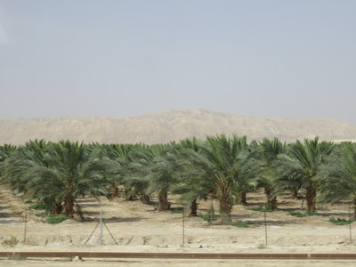 2018 Palestine , 162 Mer Morte: les plantations