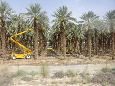 2018 Palestine , 163 Mer Morte: les plantations