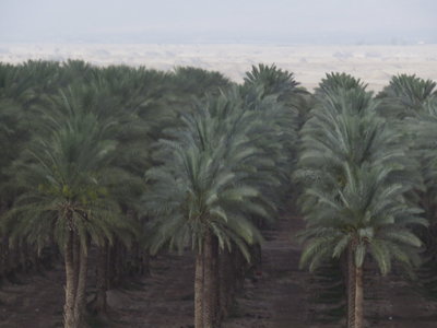 2018 Palestine , 198 sur la route entre mer Morte et lac de Tibériade
