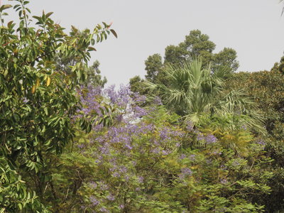 2018 Palestine , 222 le jardin du Mont des Béatitudes