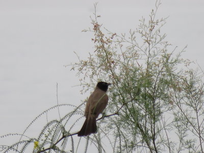 2018 Palestine , 258 abbaye de Taghba: Bulbul d’’Arabie au bord du lac