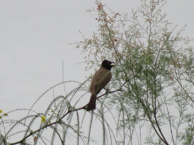 2018 Palestine , 259 abbaye de Taghba: Bulbul d’’Arabie assistant à une célébration religieuse