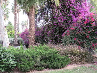 2018 Palestine , 265 jardin de l’’hotel au bord du lac