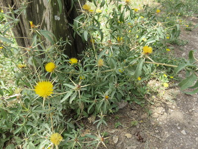 2018 Palestine , 268 jardin du monastère du Mont Thabor