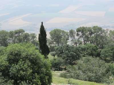 2018 Palestine ,  277 les jardins du monastère du  Mont Thabor