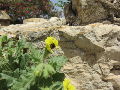 2018 Palestine , 279  jardin du monastère du Mont Thabor
