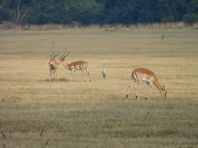 Zambie2018, DSCN2960