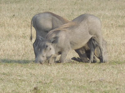 Zambie2018, DSCN2964