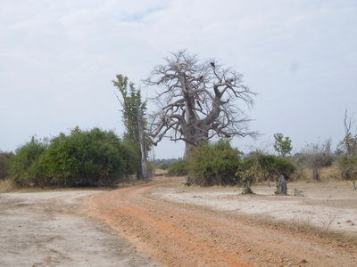 Zambie2018, DSCN3000