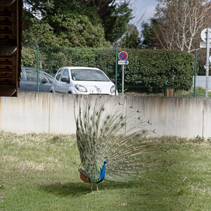 @fmbdx@piaille.fr 2018, Parc du Moulineau, Gradignan