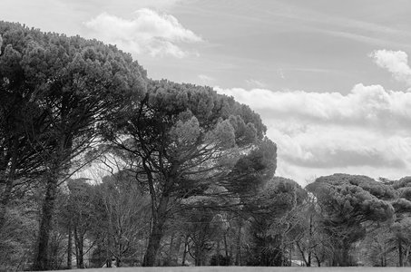 @fmbdx@piaille.fr 2018, Parc de Mandavit, Gradignan