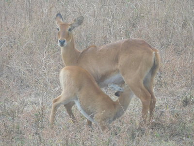 Zambie2018, DSCN3149