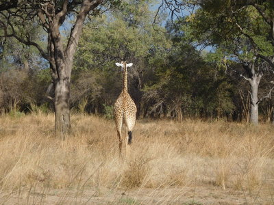 Zambie2018, DSCN3182